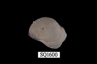 藏品(紫口珊瑚螺)的圖片